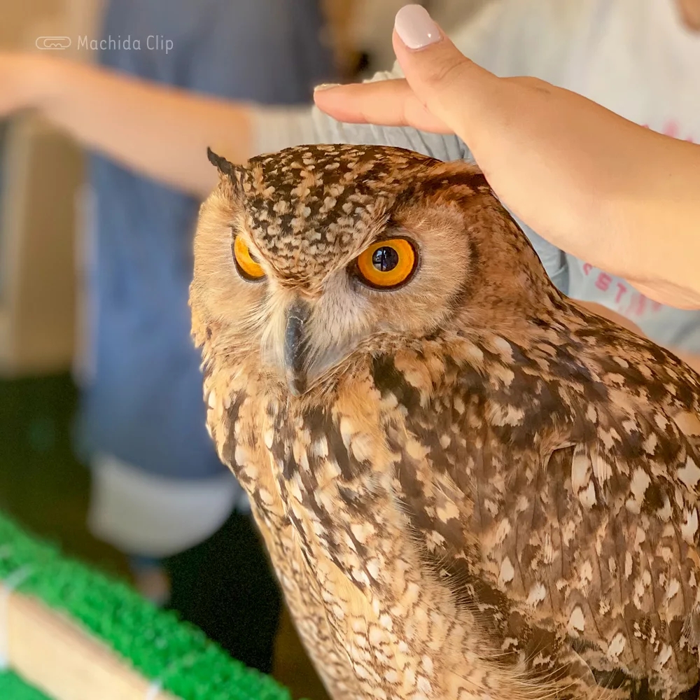 フクロウカフェrapace ラパーチェ 町田 フクロウ放し飼いの動物カフェ 手乗せや写真撮影もできる 予約制 町田駅のランチ検索など町田の地域情報メディア マチダクリップ