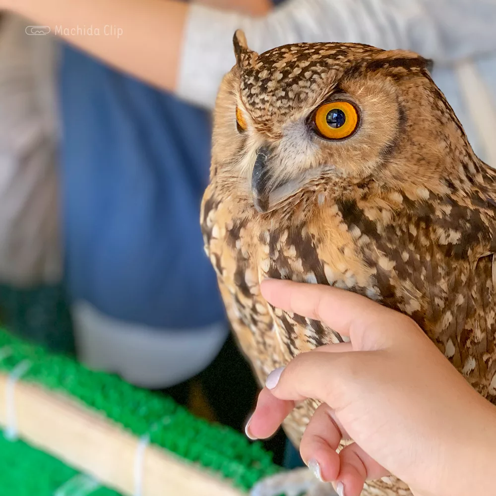 フクロウカフェrapace ラパーチェ 町田 フクロウ放し飼いの動物カフェ 手乗せや写真撮影もできる 予約制 町田のランチ予約ならマチダクリップ