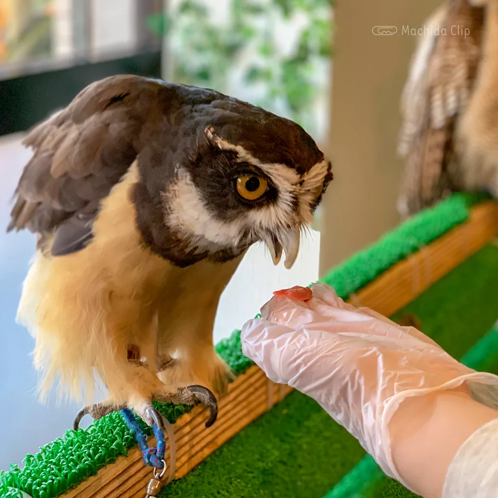 フクロウカフェrapace ラパーチェ 町田 フクロウ放し飼いの動物カフェ 手乗せや写真撮影もできる 予約制 町田のランチ予約ならマチダクリップ