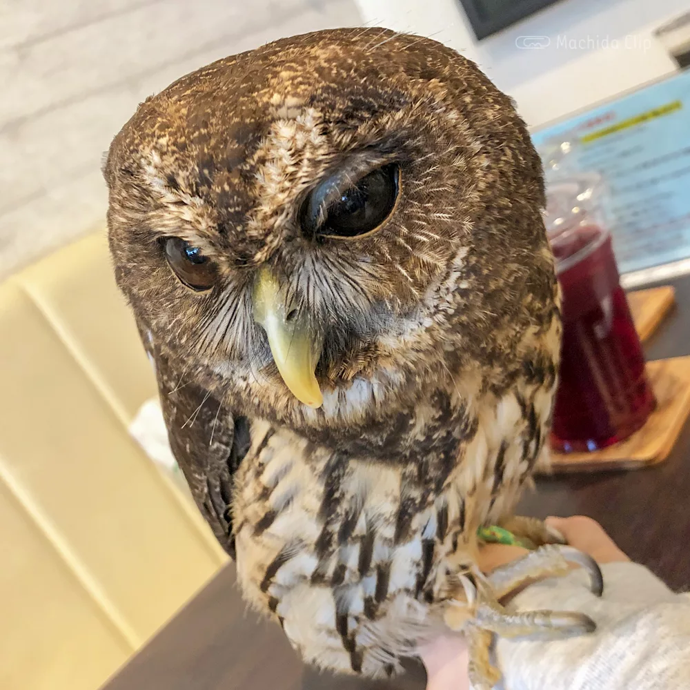 フクロウカフェrapace ラパーチェ 町田 フクロウ放し飼いの動物カフェ 手乗せや写真撮影もできる 予約制 町田のランチ予約ならマチダクリップ