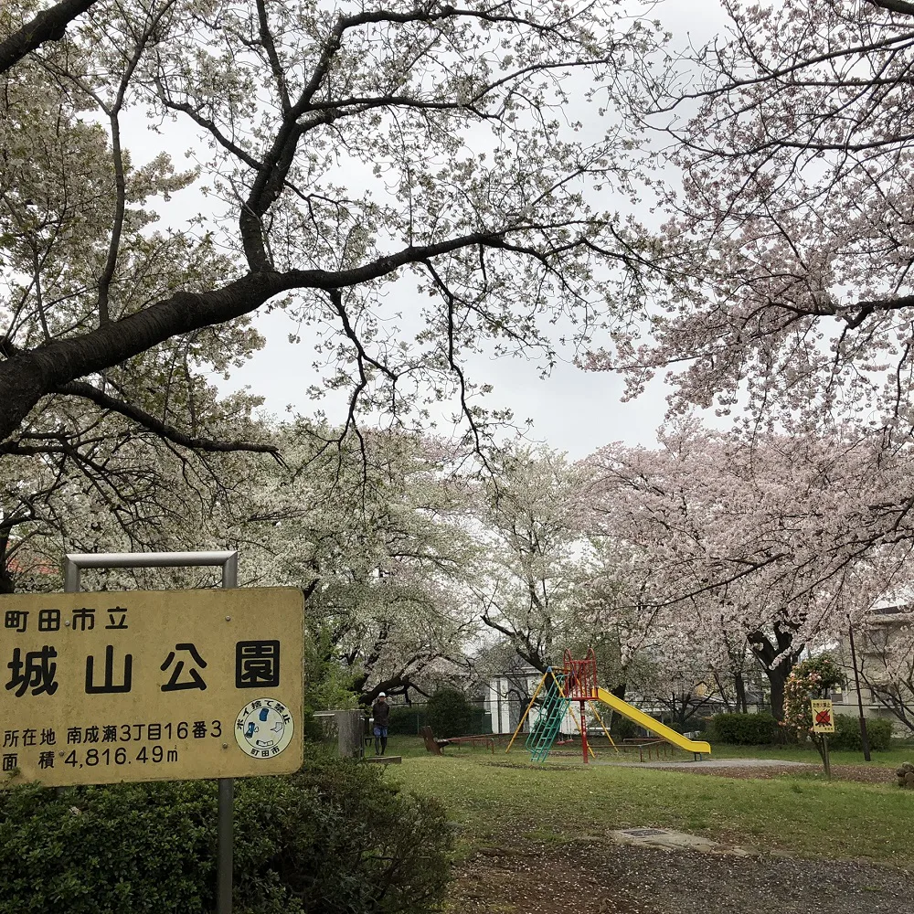 町田恩田川の桜 お花見情報 開花状況 さくらまつりなどをご紹介 町田のランチ予約ならマチダクリップ