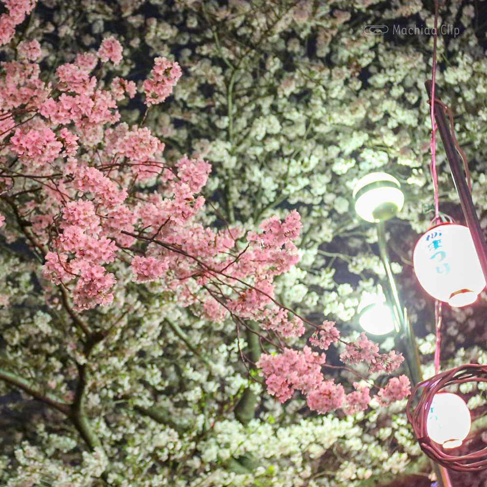 恩田川の桜ライトアップの写真