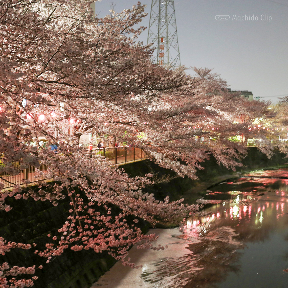 恩田川の桜ライトアップの写真