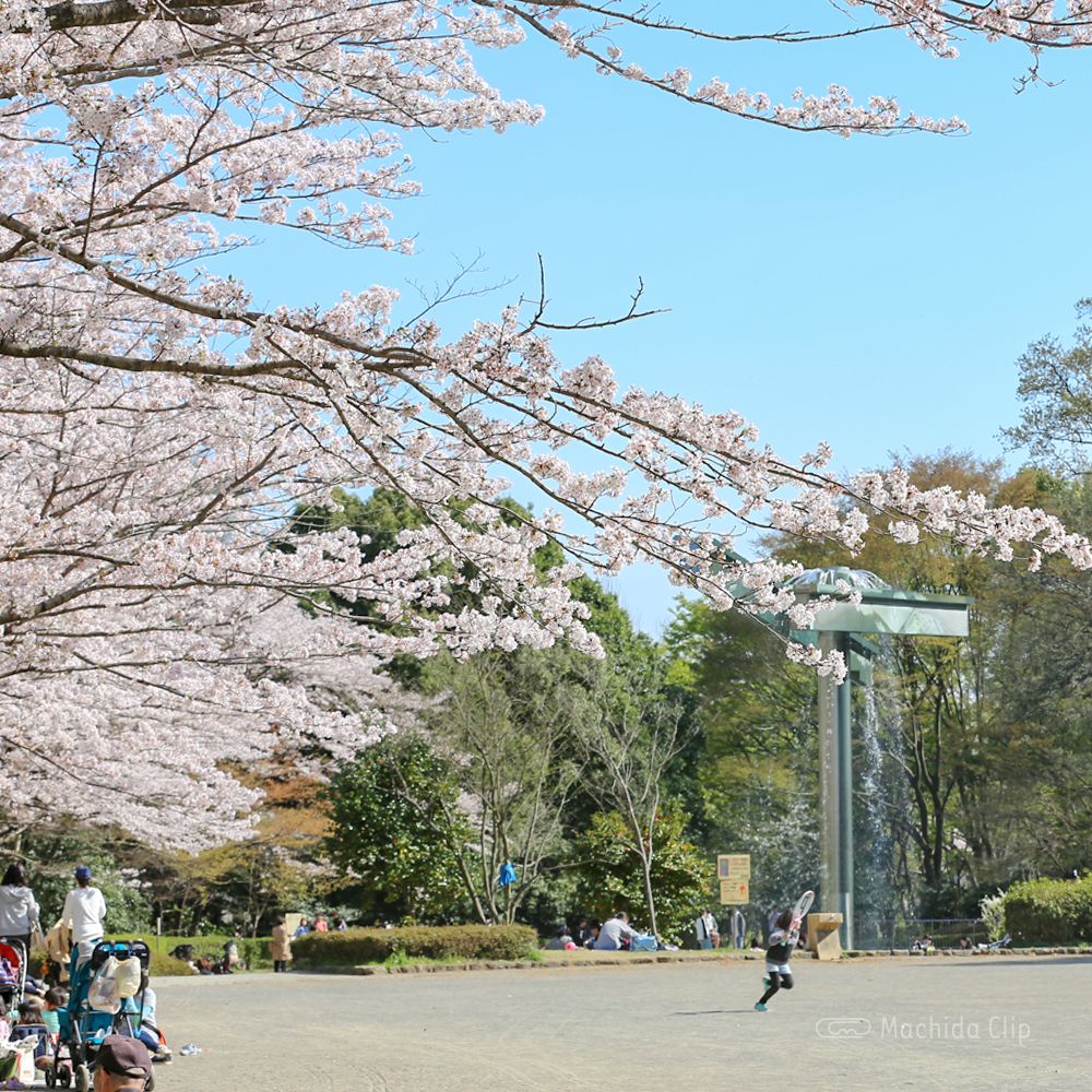 芹が谷公園の広場の桜の写真
