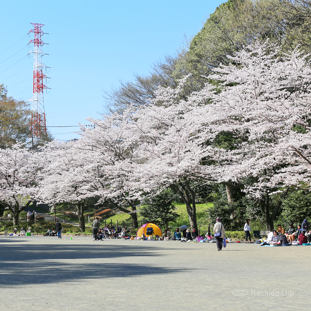 芹が谷公園の広場の桜の写真
