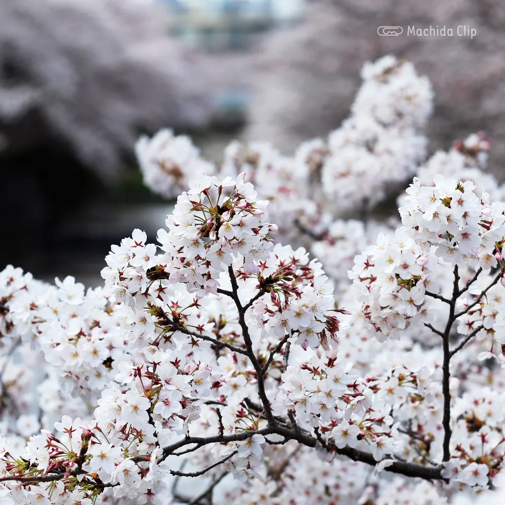 相模原で桜が綺麗な公園3選 お花見におすすめのスポットを紹介 町田駅のランチ検索など町田の地域情報メディア マチダクリップ