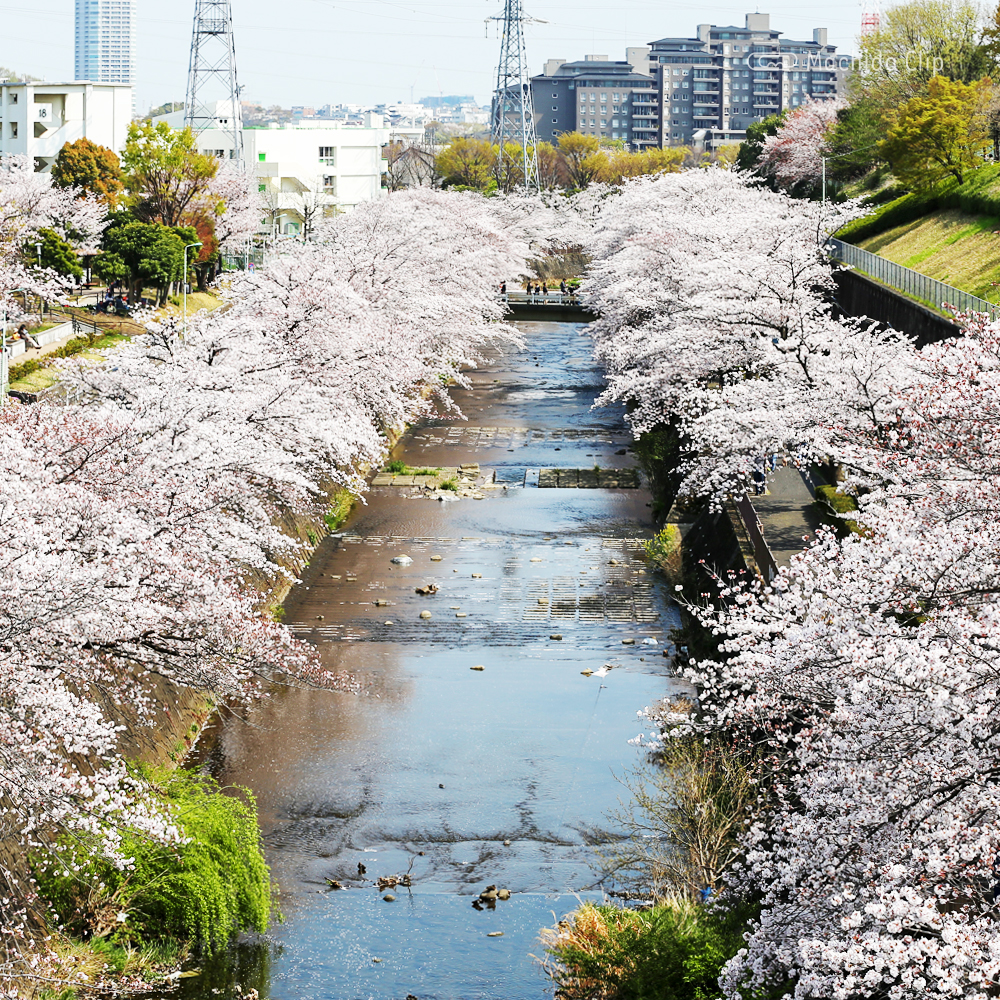 恩田川の桜の写真