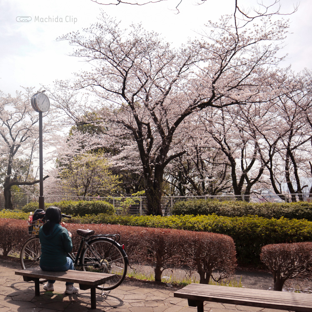 町田尾根緑道の桜の写真
