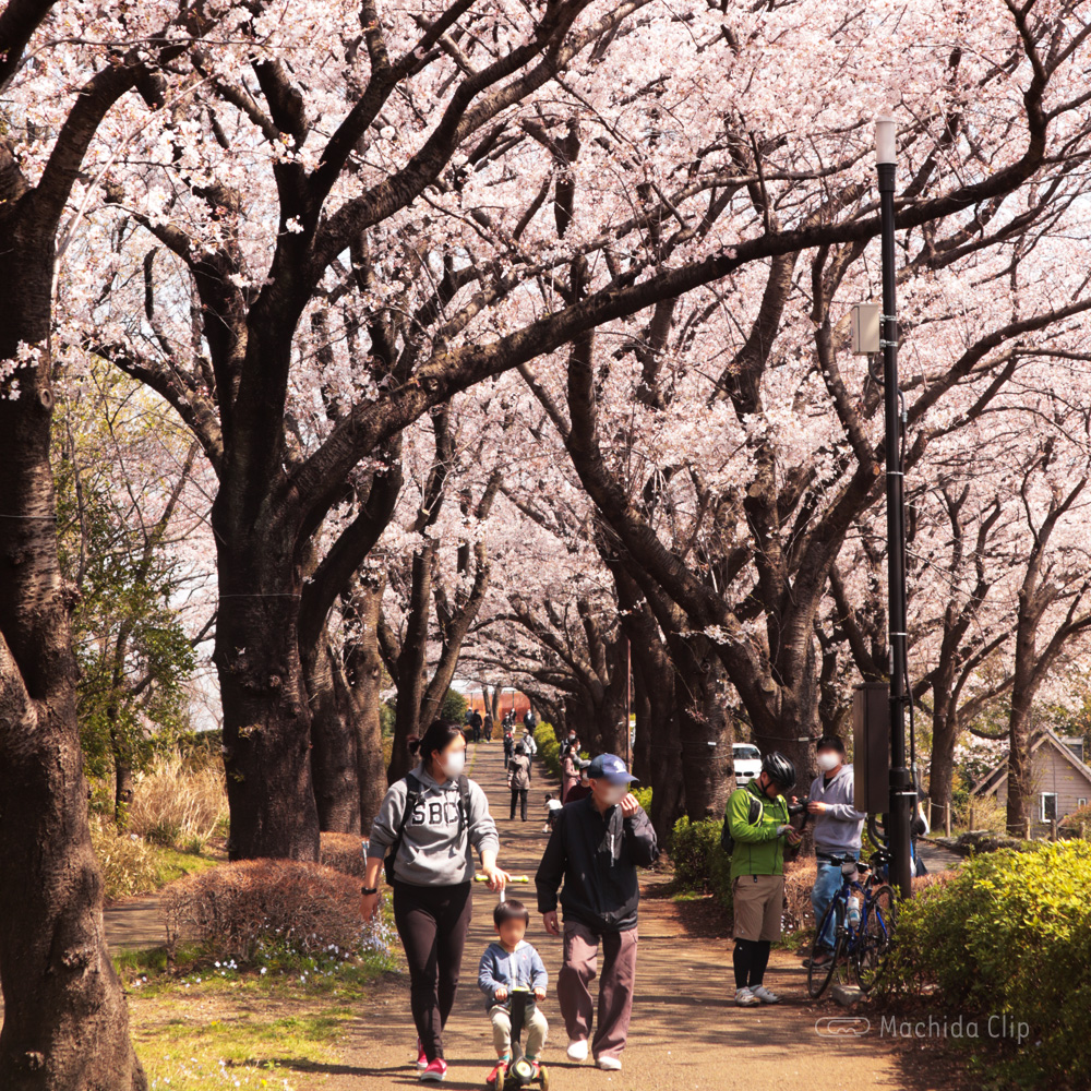 町田尾根緑道の桜の写真