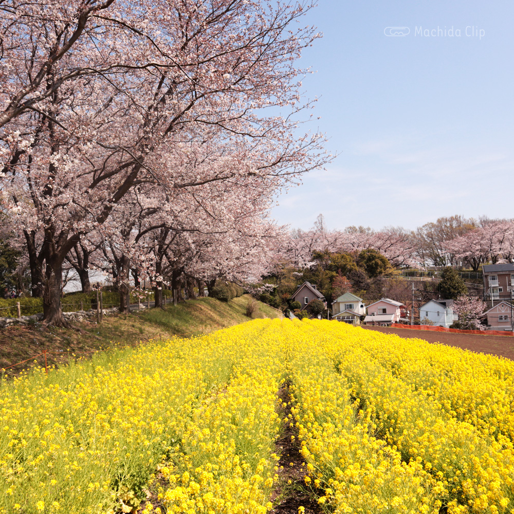町田尾根緑道の菜の花の写真