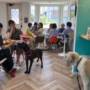 アロハイーリオ（Aloha ilio）町田に保護犬ドッグカフェがオープンの写真
