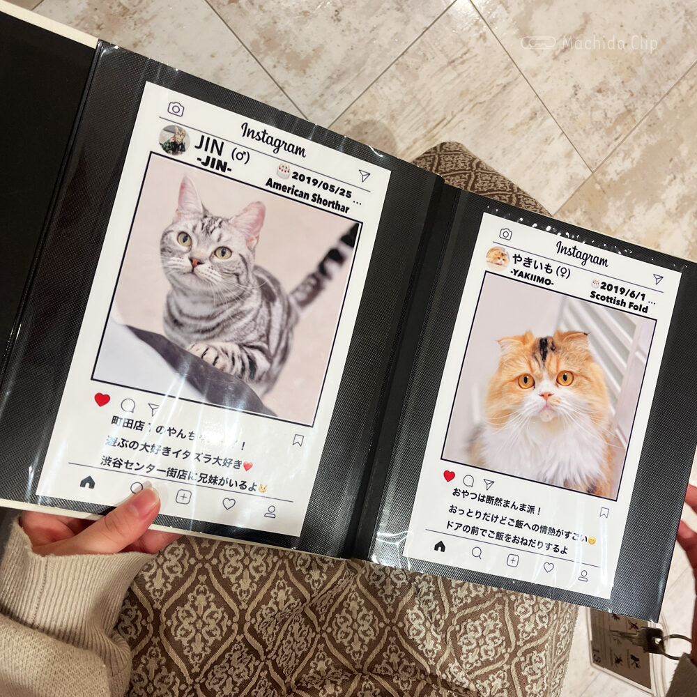 Thumbnail of http://猫カフェ%20MOCHA（モカ）%20町田ジョルナ店の猫ファイルの写真