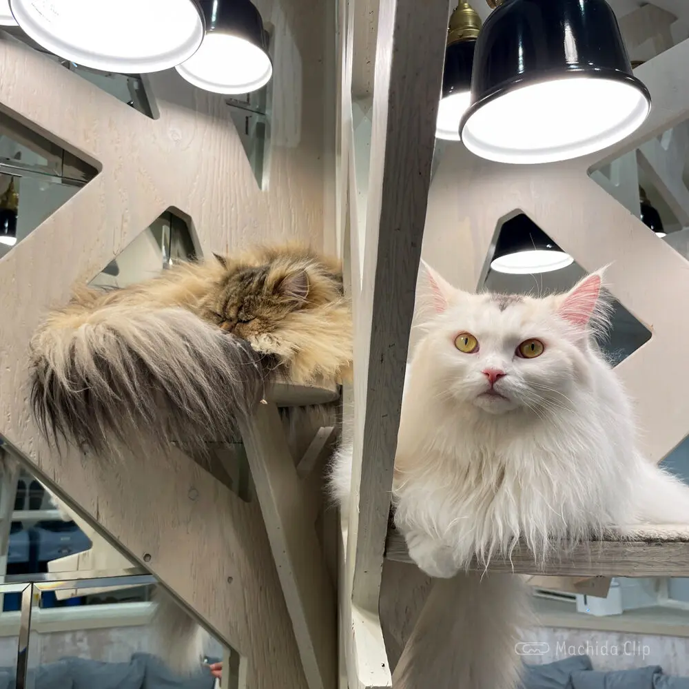 Thumbnail of http://猫カフェ%20MOCHA(モカ)%20町田ジョルナ店の猫の写真