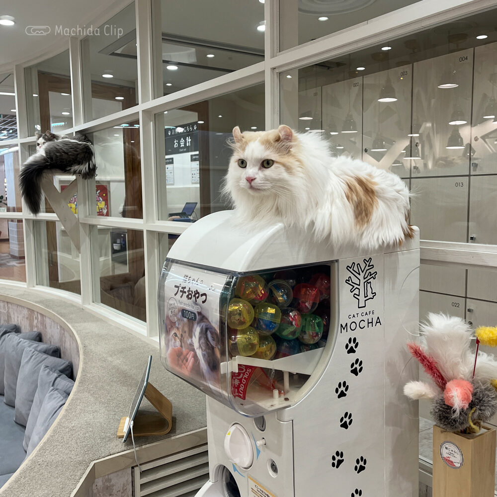 Thumbnail of http://猫カフェ%20MOCHA（モカ）%20町田ジョルナ店の店内の写真