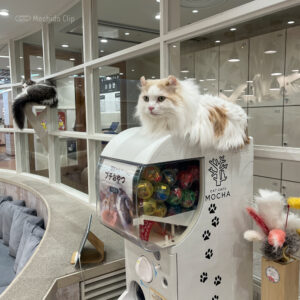 猫カフェ MOCHA（モカ） 町田ジョルナ店の店内の写真