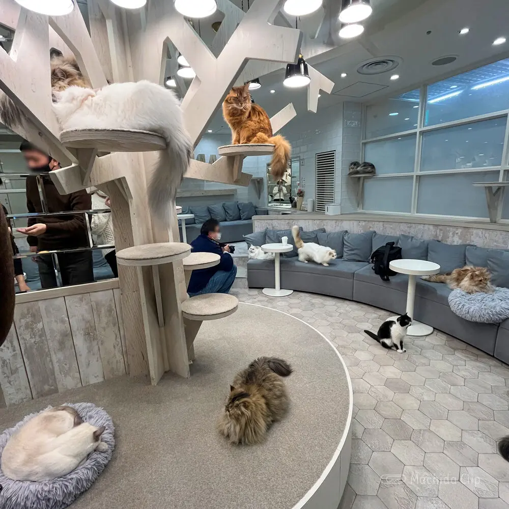 Thumbnail of http://猫カフェ%20MOCHA(モカ)%20町田ジョルナ店の店内の写真