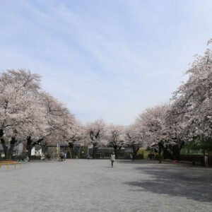 町田中央公園の桜&お花見情報2024！開花状況、駐車場について紹介の写真