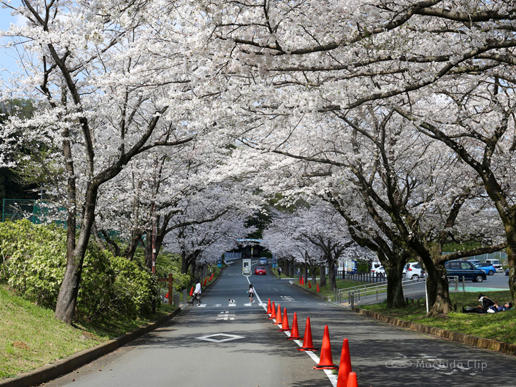 野津田公園の桜の写真