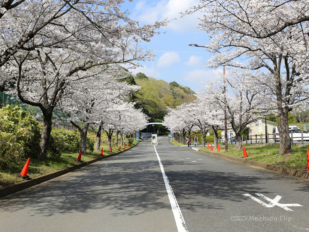 野津田公園の桜の写真