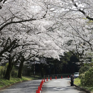 町田野津田公園の桜&花見情報2024！駐車場、開花状況、入場料など紹介！の写真