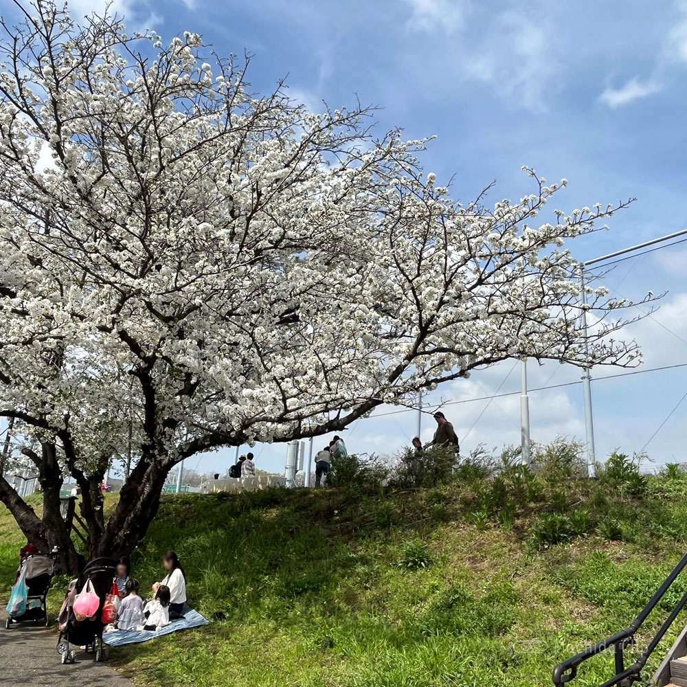 鶴間公園の桜の写真