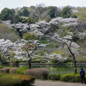 町田薬師池公園の桜&お花見情報2024！駐車場、開花状況、入場料など紹介！の写真