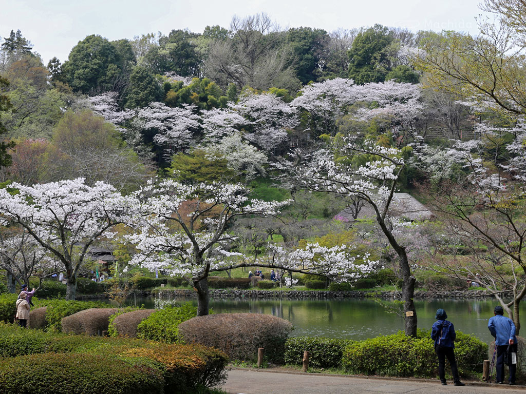 薬師池公園の桜の写真