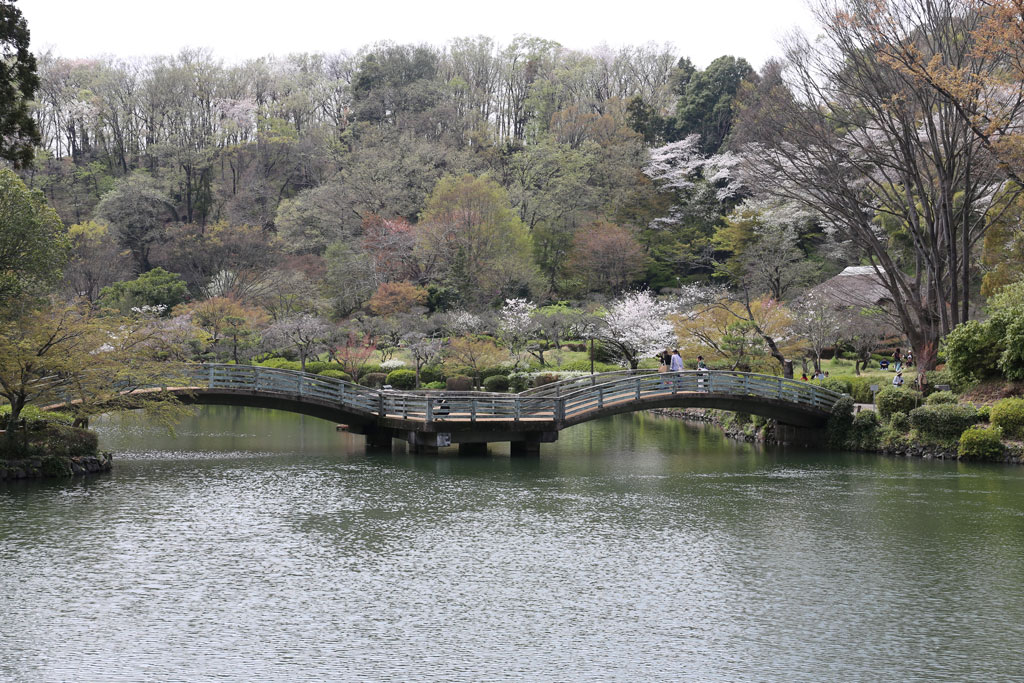 薬師池公園の桜の写真